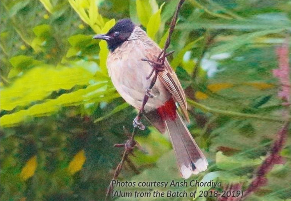 Red-Whiskered Bulbul in Mauritius,